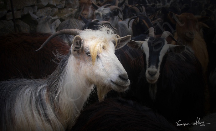 Amorgos Beauty