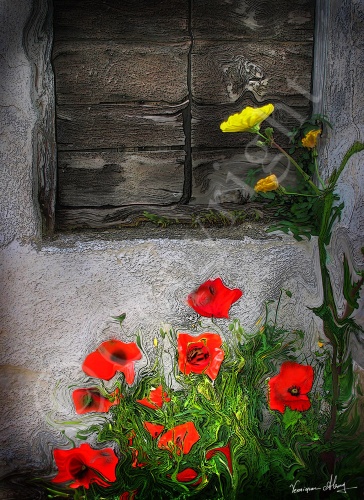 Poppy Power