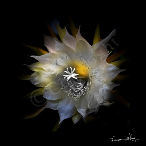 Song of Splendour