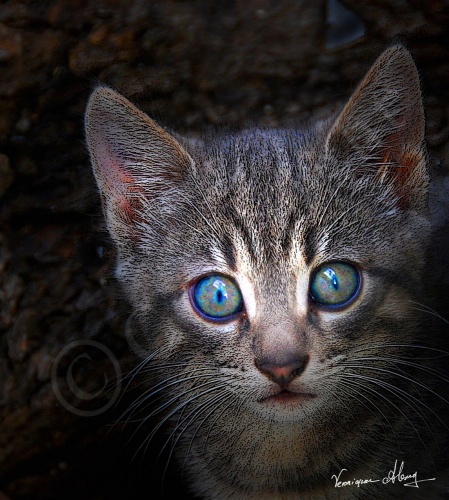 The Blue Eyed Wonder