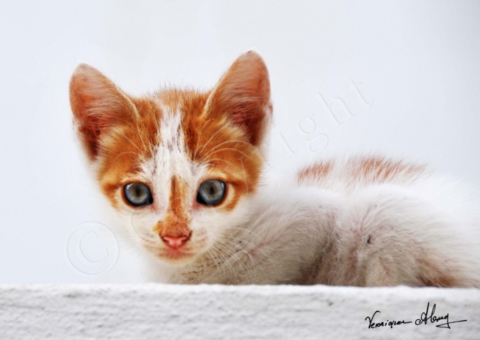 Wide Eyes of Amorgos