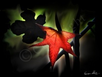Autumn Glow