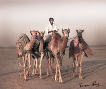 Camel Sunset
