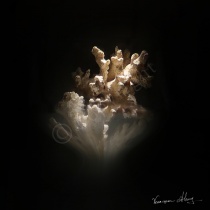 Coral Magic - 1