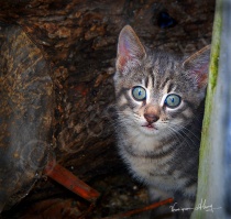 Eyes of Hope