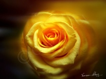 Inga's Rose