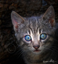 The Blue Eyed Wonder