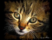 Wide Eyes of Naxos